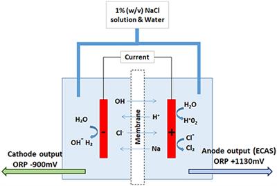 Comparison of Trihalomethane Formation Using Chlorine-Based Disinfectants Within a Model System; Applications Within Point-of-Use Drinking Water Treatment